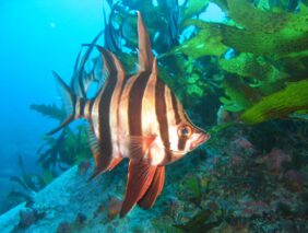 Enoplosus armatus žvejyba