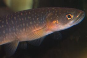 Galaxias argenteus žvejyba