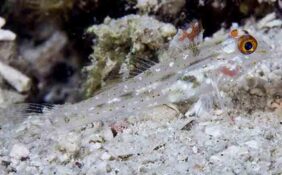 Fusigobius signipinnis žvejyba