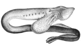 Geotria australis žvejyba