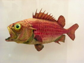 Ostichthys japonicus žvejyba