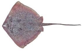 Neotrygon picta žvejyba