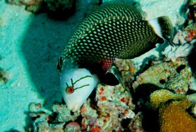 Novaculichthys taeniourus žvejyba