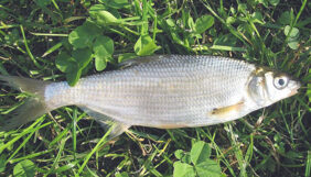 Žiobris