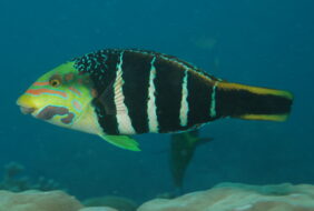 Hemigymnus fasciatus žvejyba