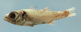 Epigonus robustus žvejyba