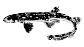 Chiloscyllium indicum žvejyba