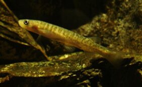 Galaxias vulgaris žvejyba