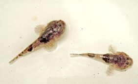 Benthophilus granulosus žvejyba