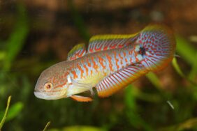 Tateurndina ocellicauda žvejyba