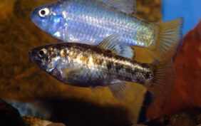 Cyprinodon macularius žvejyba