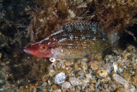 Symphodus rostratus žvejyba