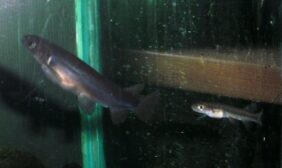 Galaxias fasciatus žvejyba