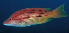 Bodianus unimaculatus žvejyba