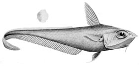 Coelorinchus mirus žvejyba