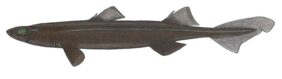Tamsusis centroscilis