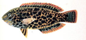 Macropharyngodon meleagris žvejyba