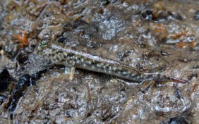 Periophthalmus gracilis žvejyba