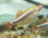 Tanichthys albonubes žvejyba