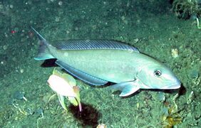 Lopholatilus chamaeleonticeps žvejyba