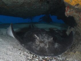 Taeniura grabata žvejyba