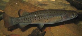 Galaxias truttaceus žvejyba