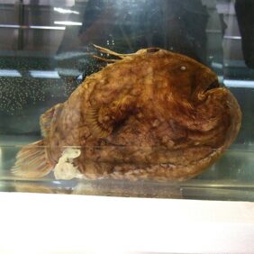 Himantolophus groenlandicus žvejyba