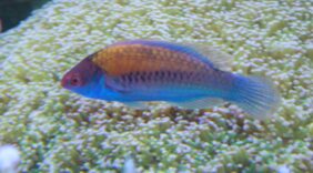 Cirrhilabrus cyanopleura žvejyba