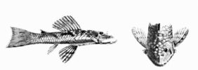 Chaetostoma guairense žvejyba