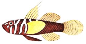 Priolepis semidoliata žvejyba
