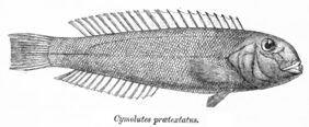 Cymolutes praetextatus žvejyba