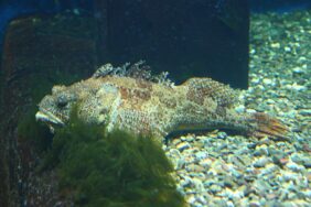 Hemitripterus americanus žvejyba