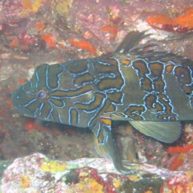 Cirrhitus rivulatus žvejyba