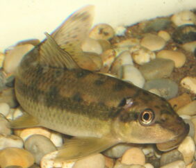 Gyrinocheilus aymonieri žvejyba
