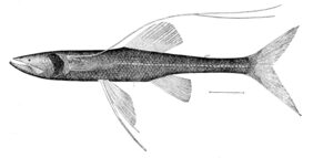 Bathypterois longipes žvejyba