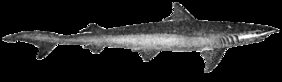 Chaenogaleus macrostoma žvejyba