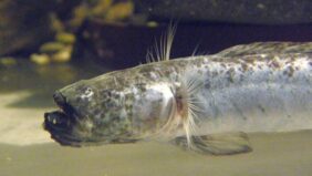 Odontamblyopus lacepedii žvejyba