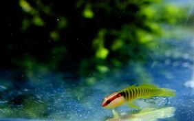 Elacatinus multifasciatus žvejyba