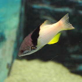 Bodianus mesothorax žvejyba