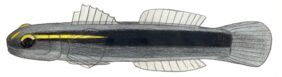 Elacatinus tenox žvejyba