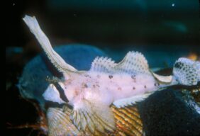 Nautichthys oculofasciatus žvejyba
