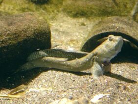 Boleophthalmus pectinirostris žvejyba