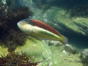 Ophthalmolepis lineolata žvejyba