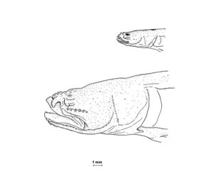 Typhlogobius californiensis žvejyba