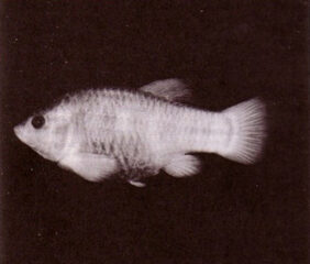 Cyprinodon nevadensis calidae žvejyba