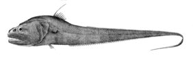 Cynomacrurus piriei žvejyba