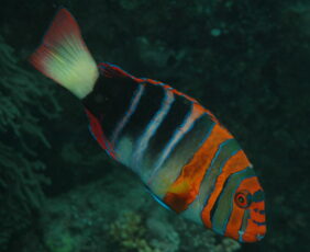 Choerodon fasciatus žvejyba