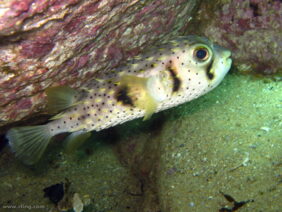 Dicotylichthys punctulatus žvejyba