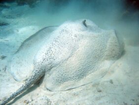 Urogymnus asperrimus žvejyba