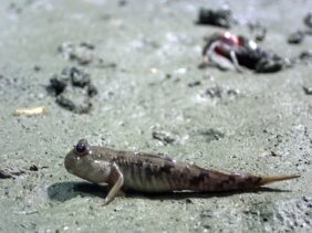 Periophthalmus modestus žvejyba